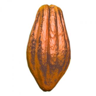 Cacaoyer Forastero - Fève de cacao