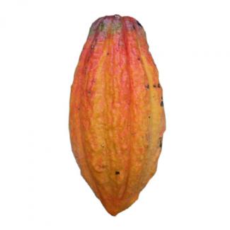 Cacaoyer Trinitario - Fève de cacao