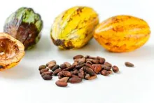 cacao CCN51