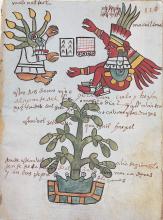 Codex cacao