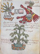 Codex Cacao