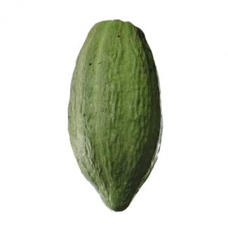 Fève de cacao Criollo