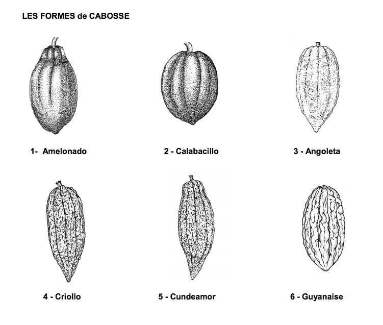 Formes des cabosses