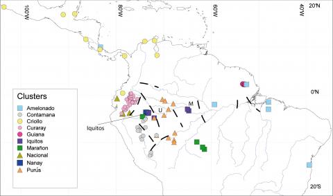 nouvelle classification cacaoyers