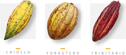 Types de fèves de cacao